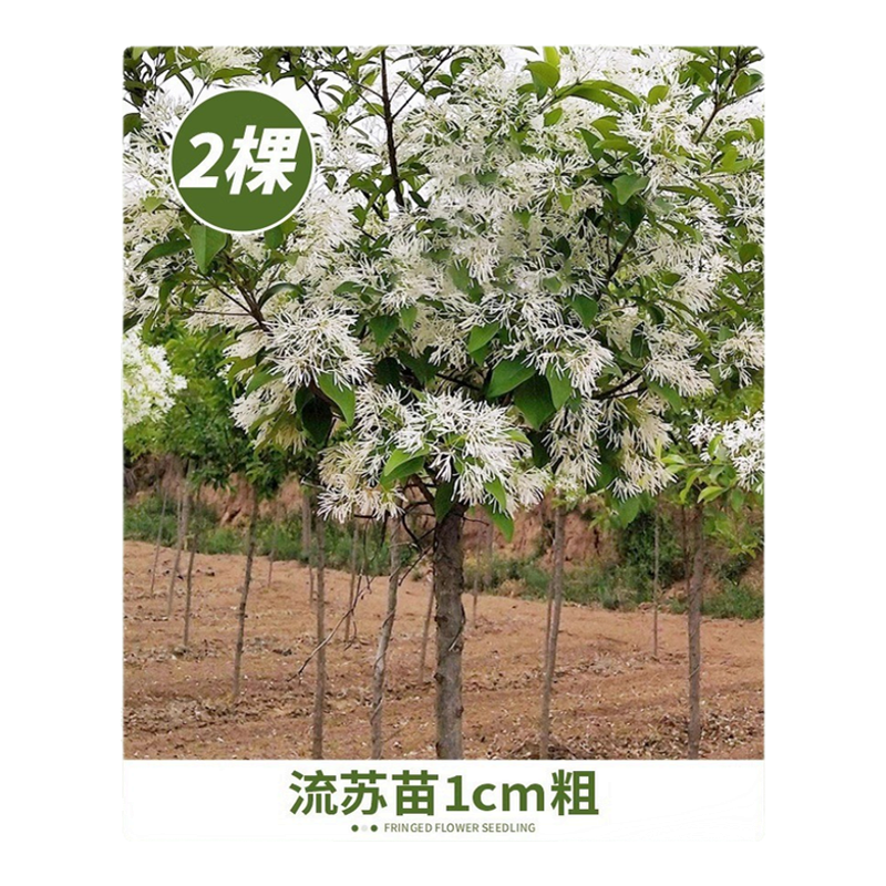 流苏花树苗油根子小苗庭院盆栽耐寒绿化风景树嫁接砧木流苏树