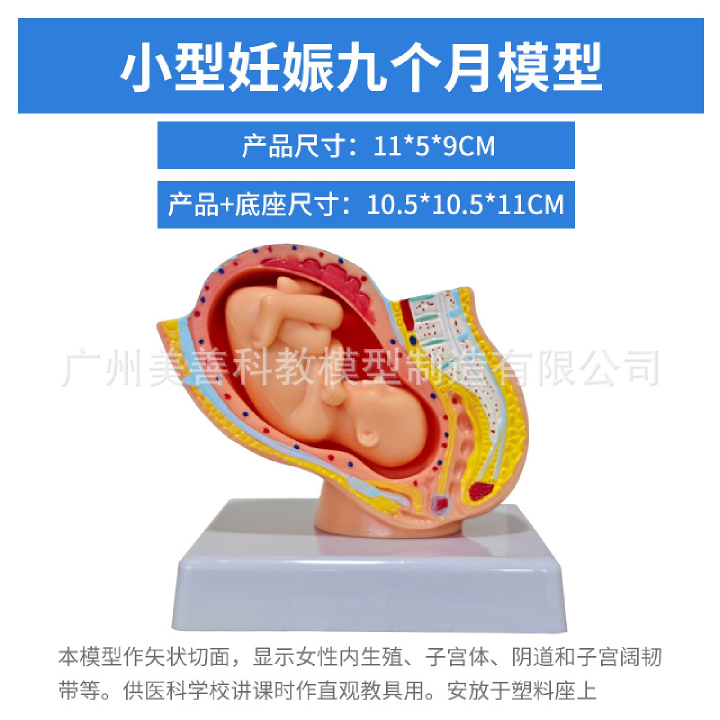 小型女性盆腔附足月胎儿模型妊娠发育九个月胎儿子宫胚胎模型
