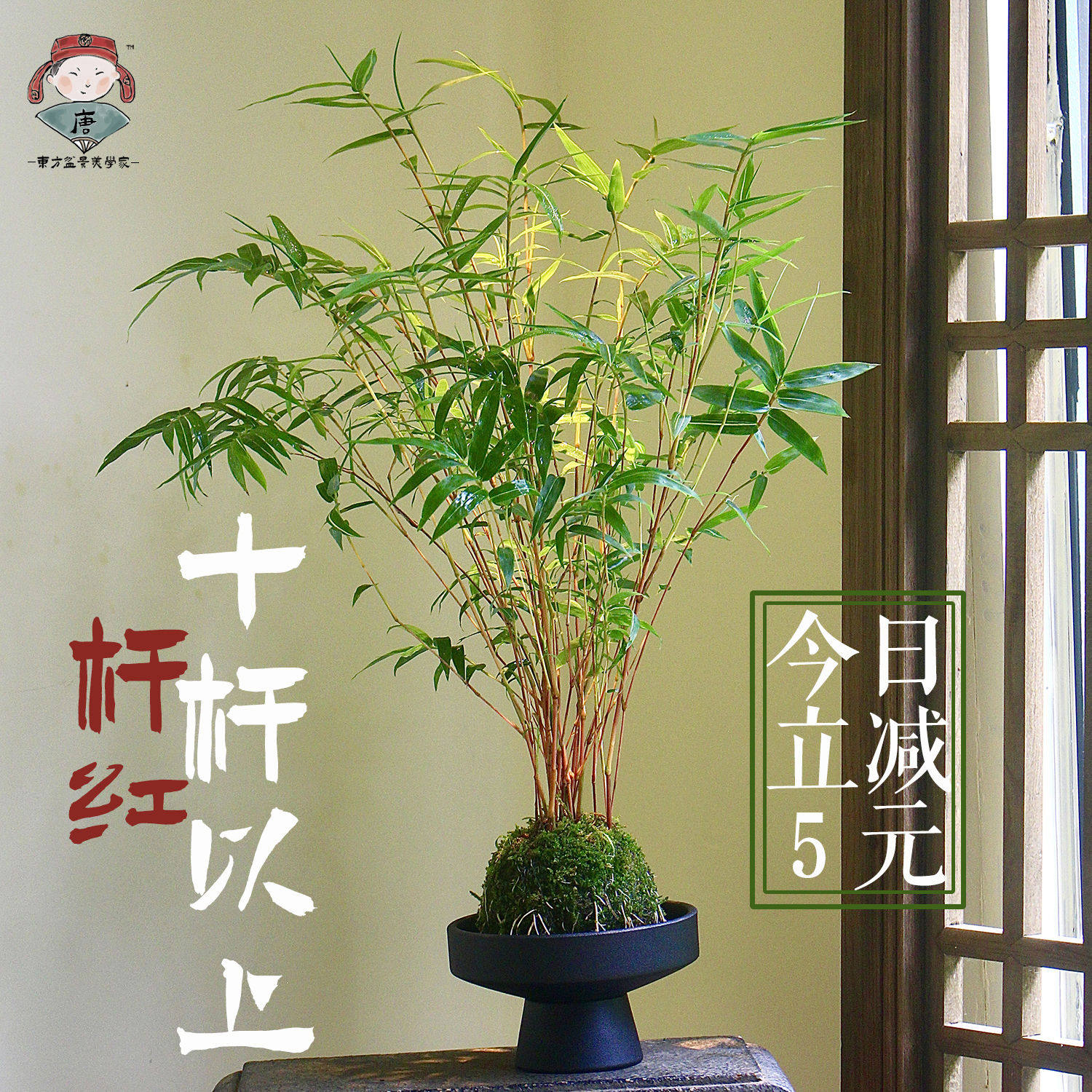 红竹红观音竹苔玉球苔藓球水培带根室内植物盆栽桌面盆景客厅