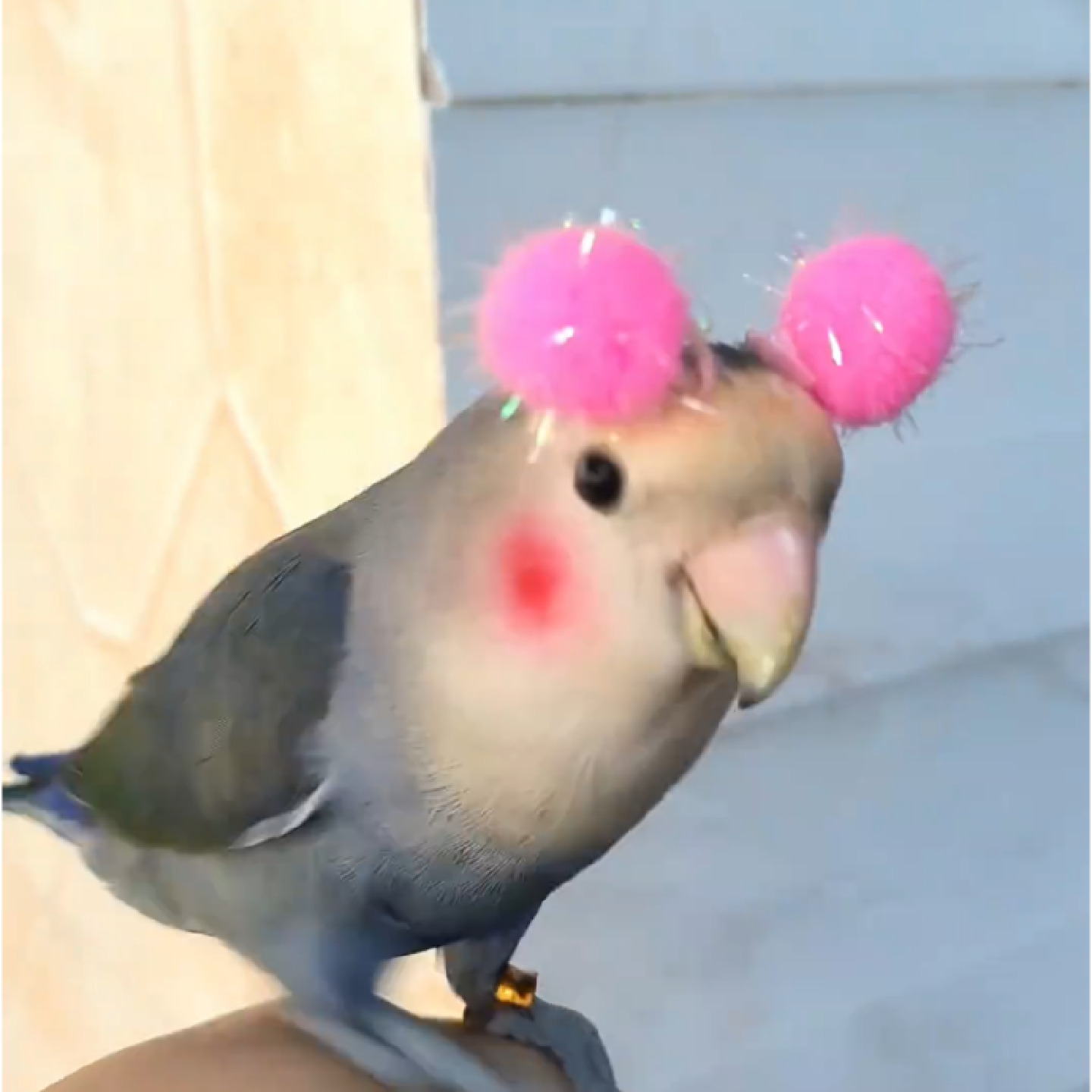 鹦鹉头戴迷你球虎皮玄凤牡丹彩球小太阳鸟玩具装饰拍照道解闷玩具,宠物/宠物食品及用品,鸟禽服饰,淘宝优惠券,粉丝福利购,淘宝优惠卷