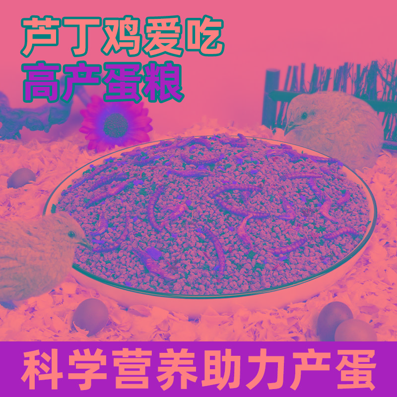 芦丁鸡饲料产蛋卢丁鸡下蛋粮食专用宠物鹌鹑食物生蛋营养小鸡