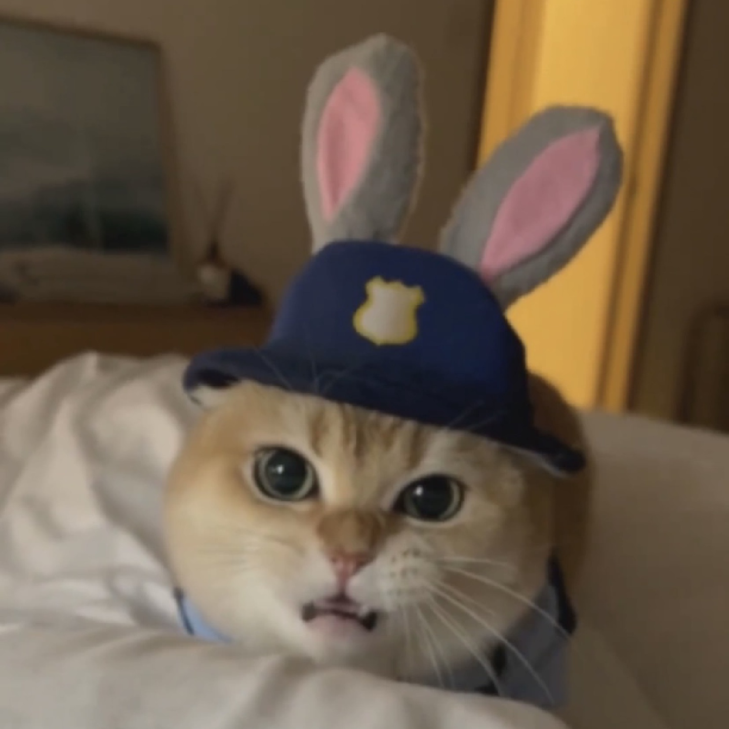 新款兔子警官cos卡通长耳朵兔子帽子狗狗衣服