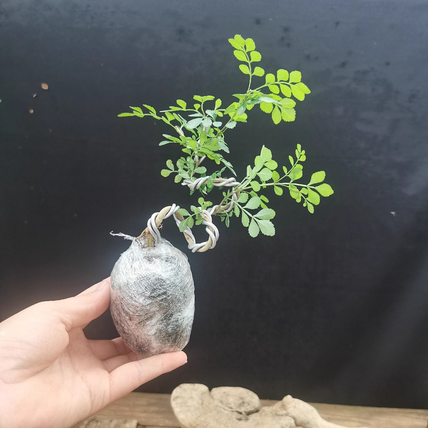 对节白蜡造型小盆景黄杨老桩柏树真柏鱼送礼品精品盆景阳台办公室,鲜花速递/花卉仿真/绿植园艺,造型盆景,淘宝优惠券,粉丝福利购,淘宝优惠卷