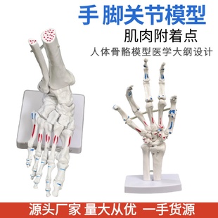 厂家脚关节手关节带肌肉着色模型人体脚关节踝关节足骨手仿真模型