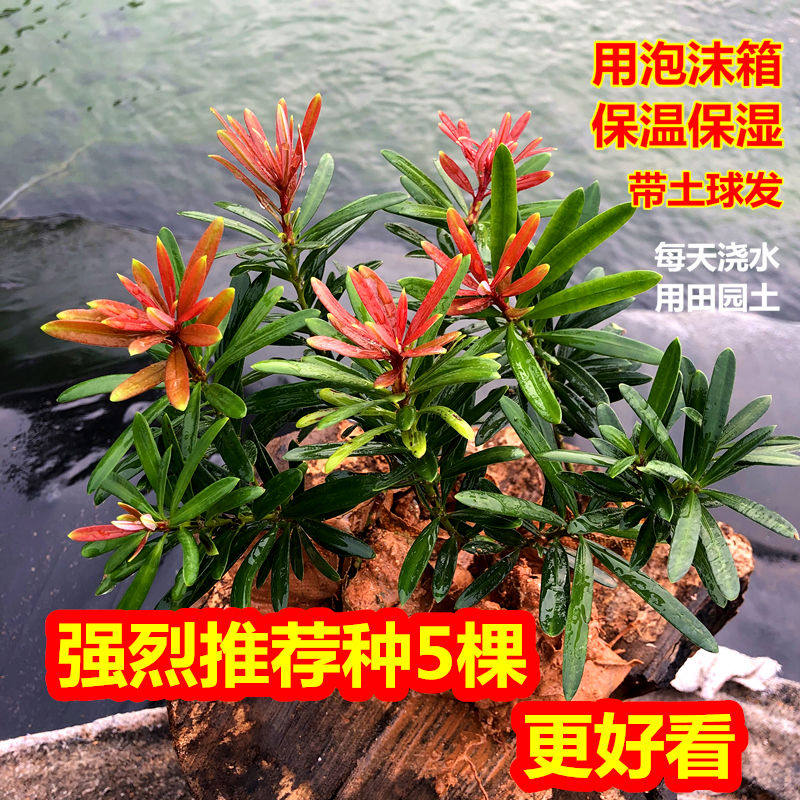 海岛红芽太子妃罗汉松办公室盆景客厅旺宅花卉庭院绿植物盆栽,鲜花速递/花卉仿真/绿植园艺,造型盆景,淘宝优惠券,粉丝福利购,淘宝优惠卷