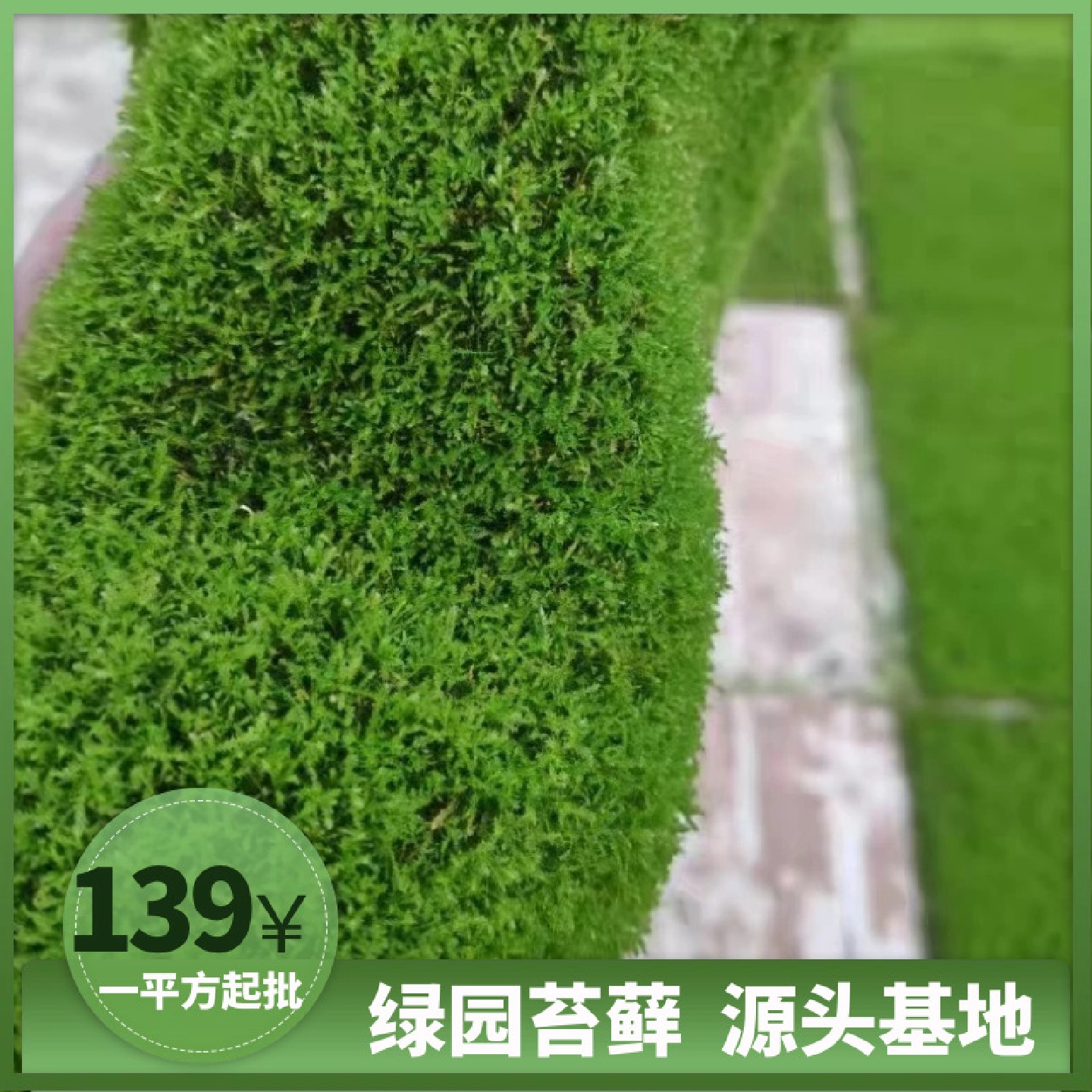 鲜活人工短绒藓植物铺面室内微景观真苔藓生态瓶水陆雨林缸造景
