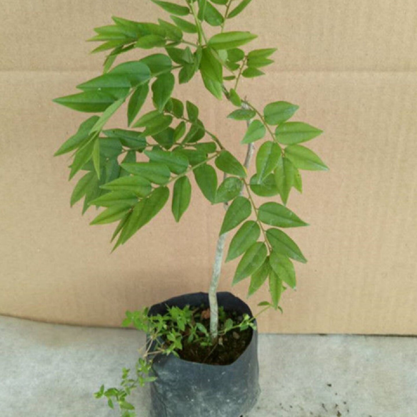 黄花梨正宗海南黄花梨树苗降香黄檀名贵苗木红木黄花梨地栽盆栽