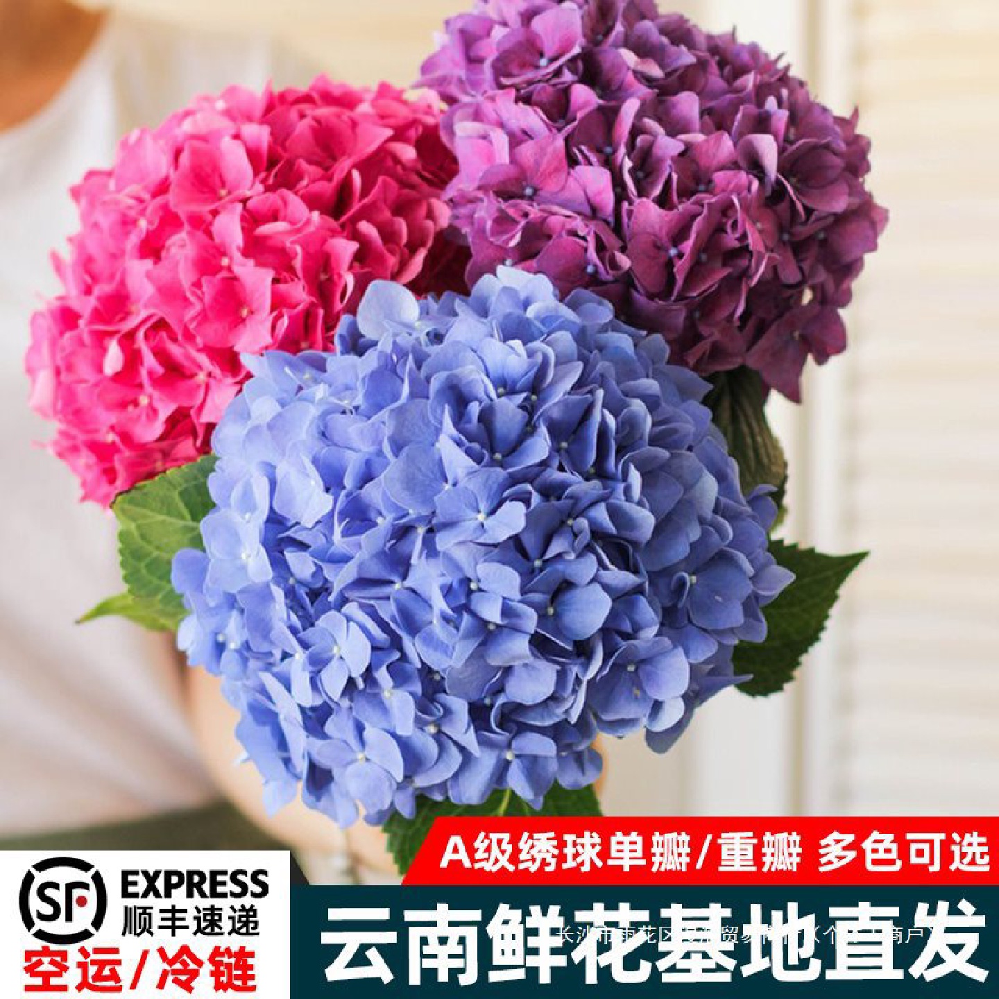 绣球鲜花切花束云南昆明基地直发室内家庭办公室水养插花顺丰