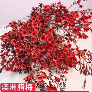 亿亩花田澳洲腊梅鲜花云南直发家用澳梅水养插花鲜切花