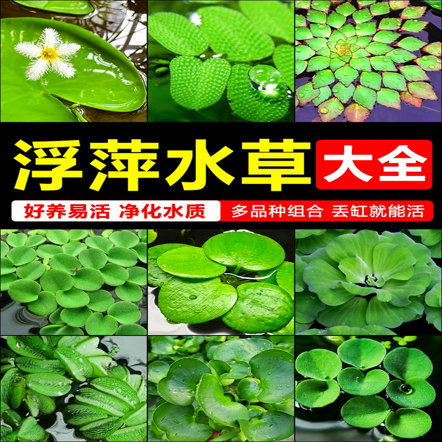 水葫芦水草浮萍植物造景冒泡水培一叶莲水睡莲鱼缸净化水质的芙蓉