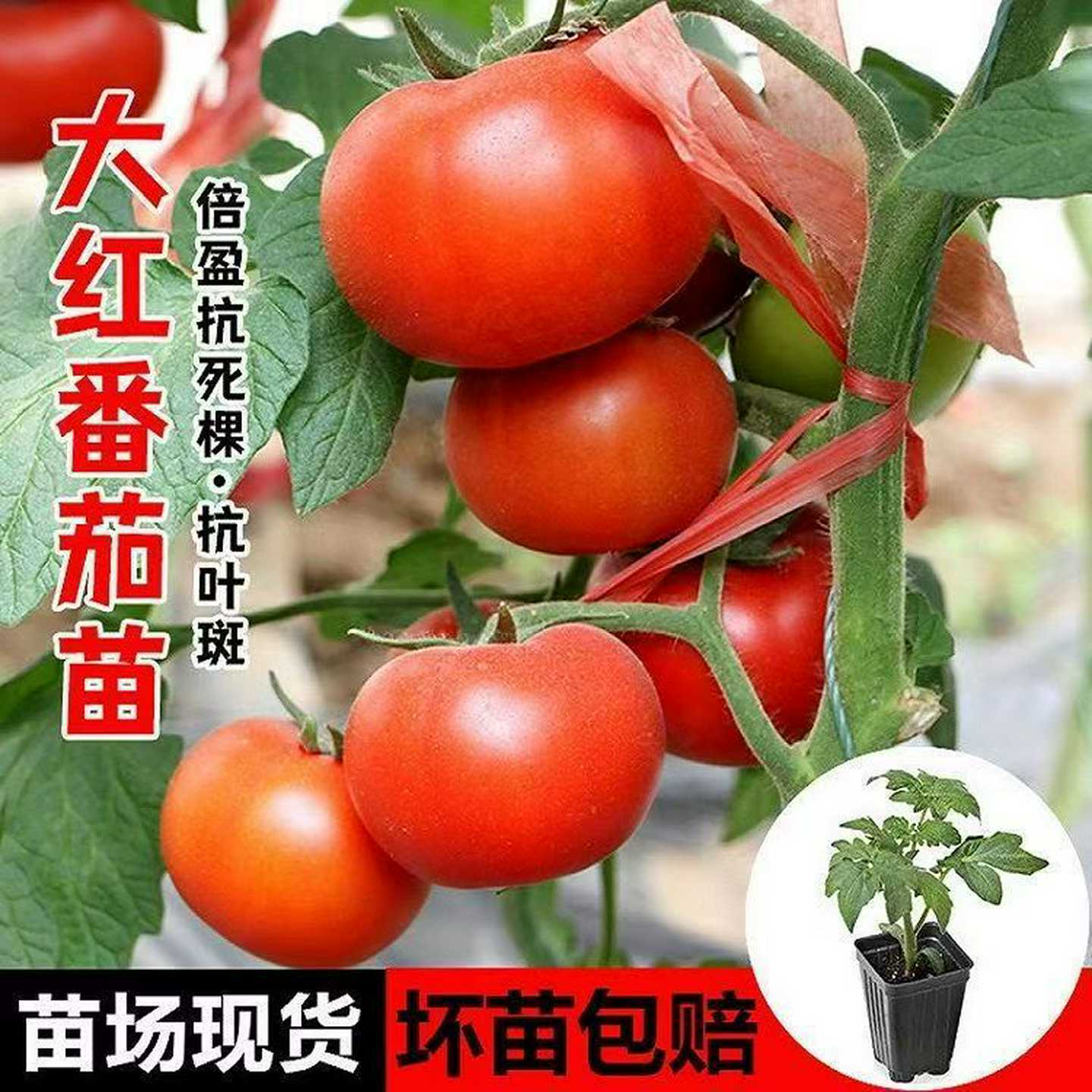 番茄苗种子大西红柿种籽菜苗秧苗蔬菜孑小矮生黑秧千禧圣女果盆栽