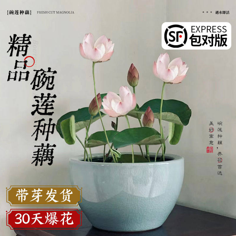 碗莲种藕水培植物水养花卉睡莲根块小型荷花盆栽苗种籽子室内