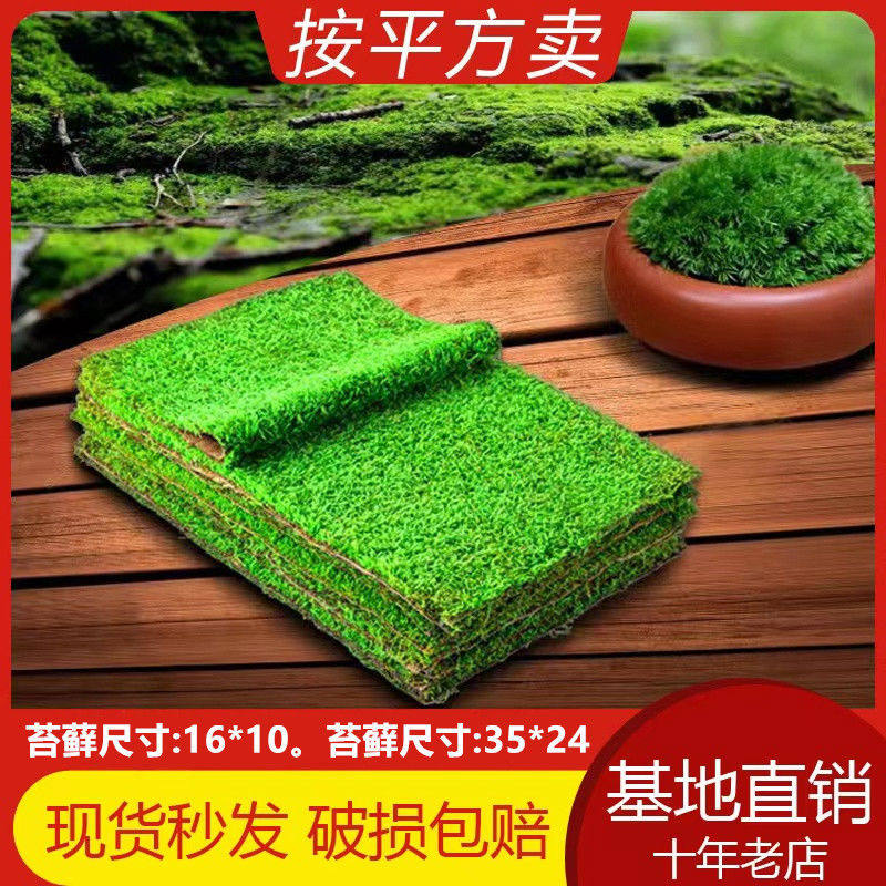 鲜活苔藓微景观植物盆景盆栽水陆缸假山草造景材料白发藓短绒