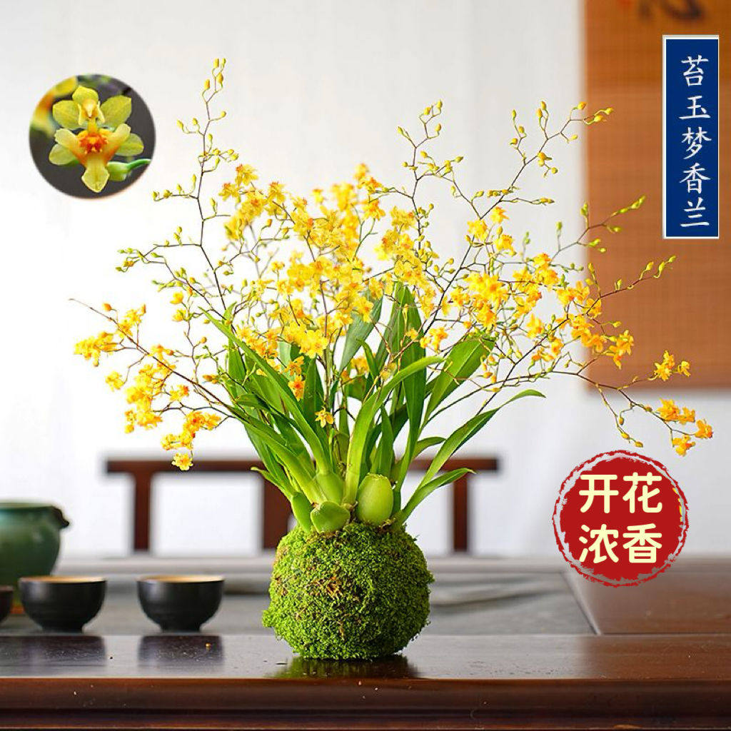 冬带花苞梦香水文心兰苔藓球年宵花卉浓香型室内客厅花期长可
