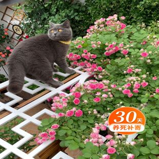 天狼月季2.8/2.5自育高人气阳台庭院大花园盆栽苗幻紫胭脂扣涵仙