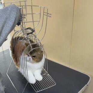 猫笼子吹干宠物防挣扎抓咬新款 银色2026猫咪洗澡笼子猫咪洗澡神器