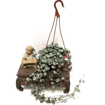 爱之蔓锦藤蔓爬藤植物多肉吊兰垂吊绿植小盆栽室内室外好养易成活