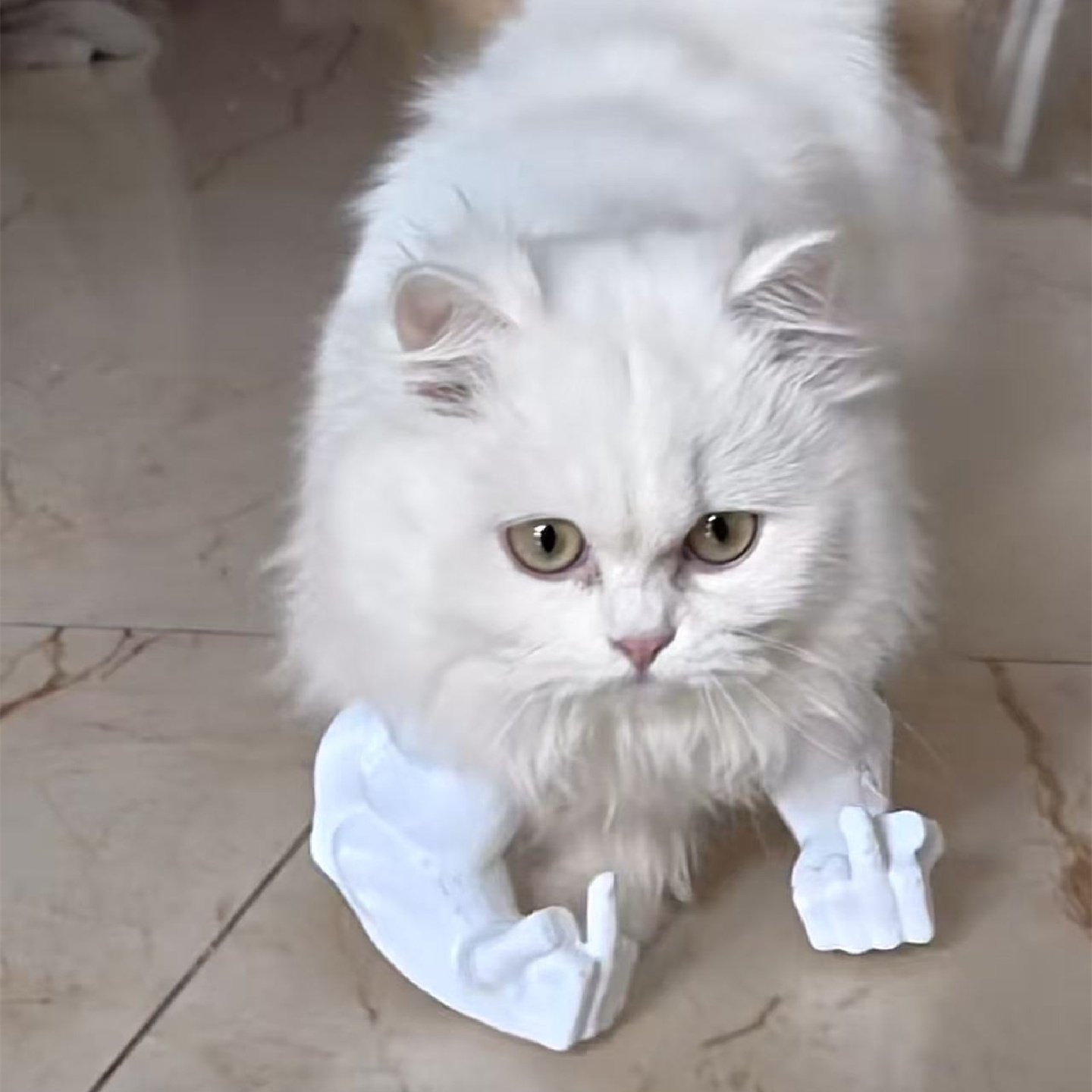 猫咪肌肉手臂挂件3d打印搞怪抽象小猫猫自嗨解闷神器猫爪解压玩具,玩具/童车/益智/积木/模型,创意/整蛊玩具,淘宝优惠券,粉丝福利购,淘宝优惠卷