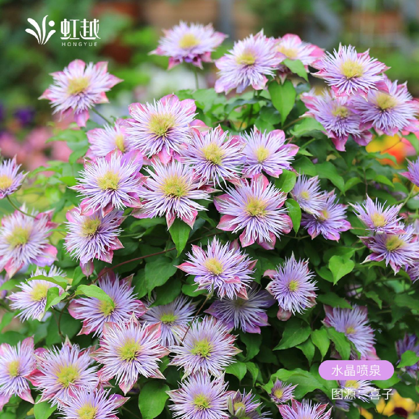 虹越铁线莲小美人鱼蓝天使倒影海风小苗早花盆栽耐寒爬墙藤本好养