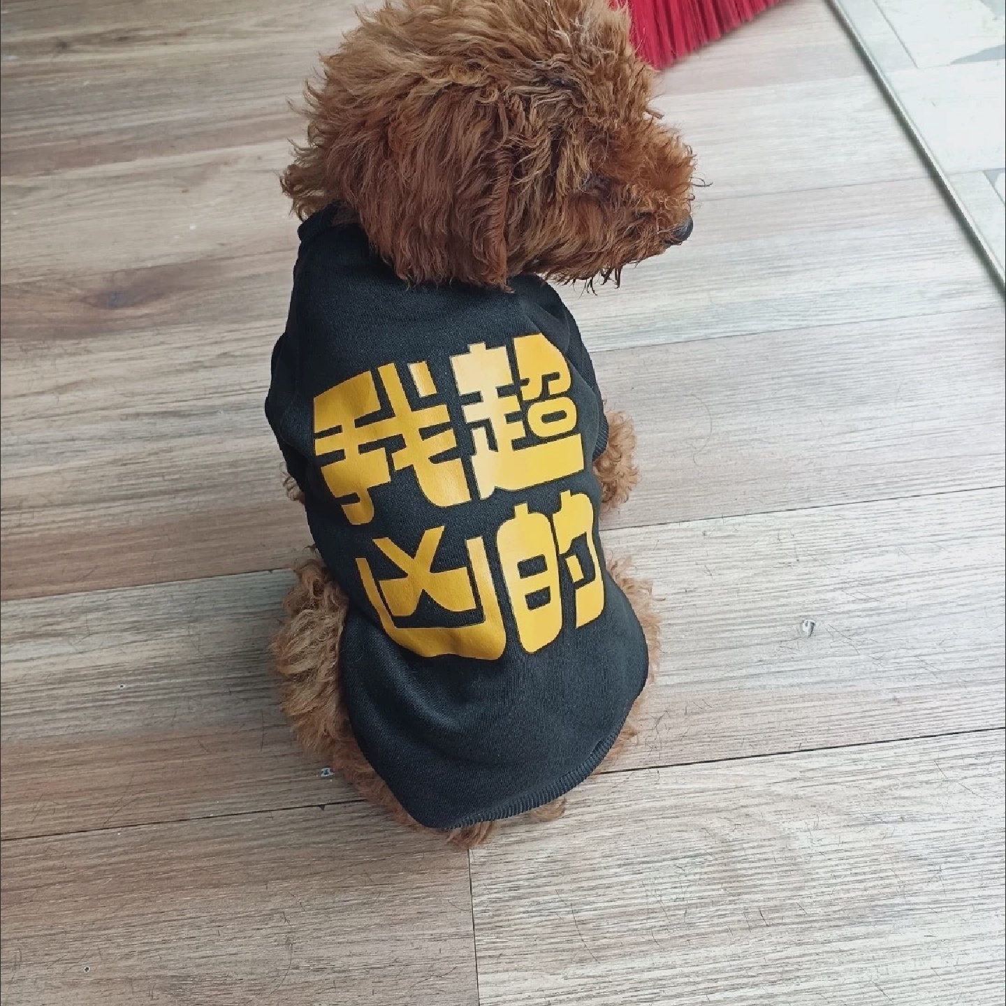 白送只要运费宠物衣服卫衣狗狗背心小型犬春秋冬夏季薄款比熊泰迪