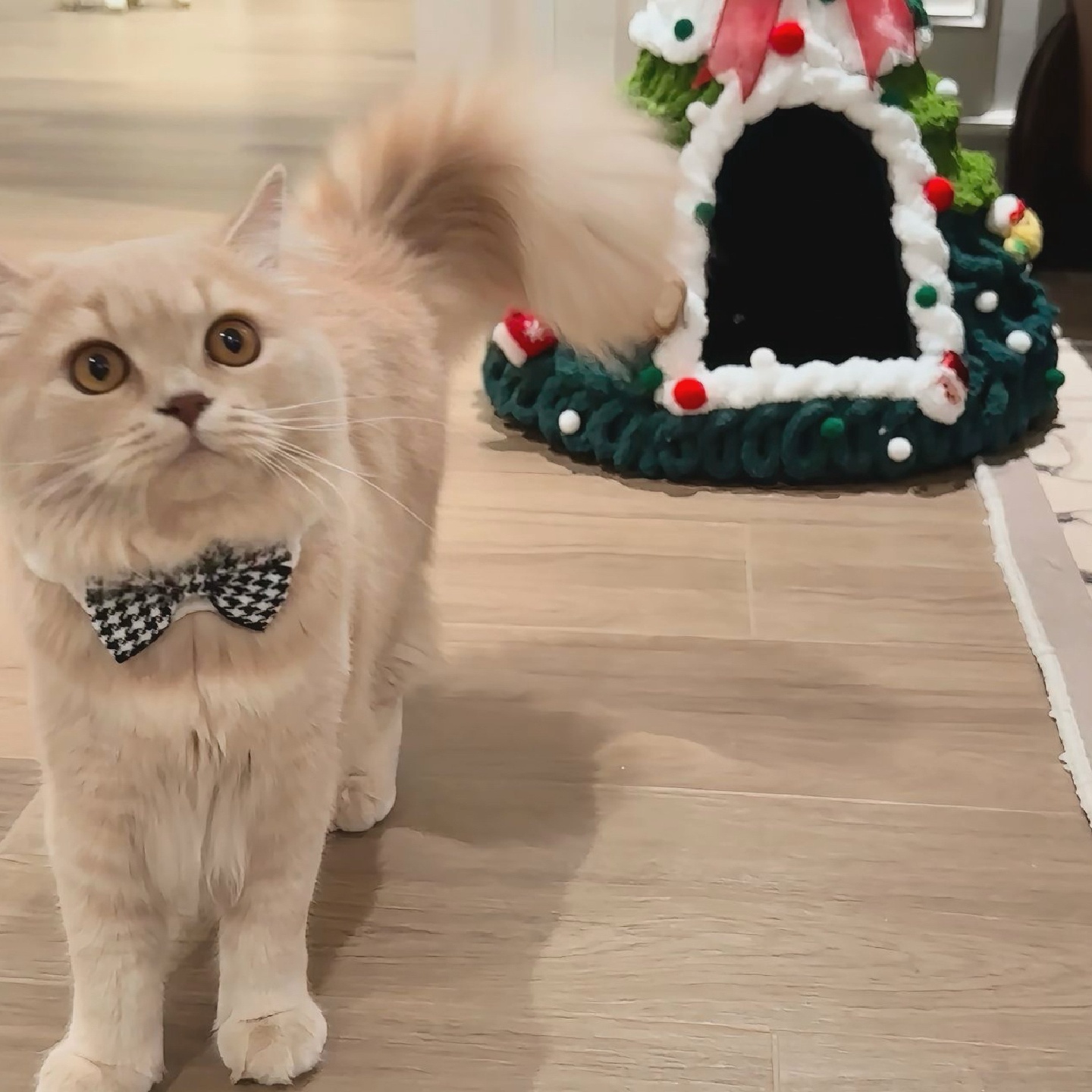 圣诞树猫窝diy材料包趣味狗窝秋冬节日氛围感超级大猫狗通用