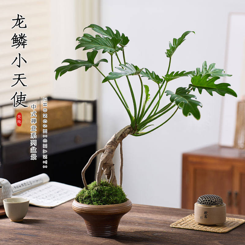 龙鳞春羽盆栽老桩苔藓球水培室内绿植物龙鳞杆小天使绿植耐阴