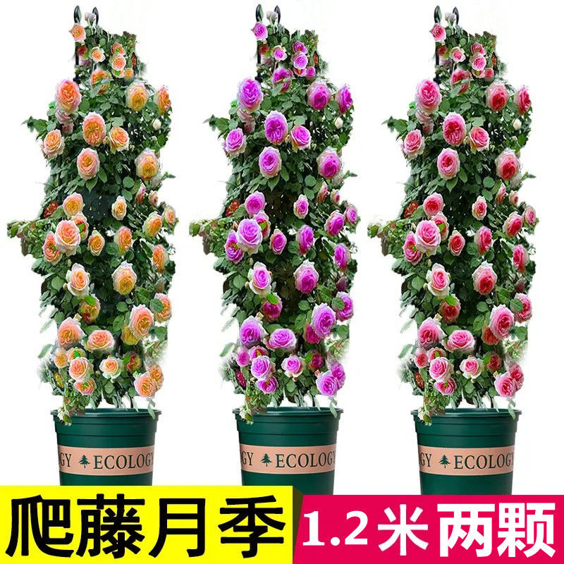 爬藤月季蔷薇花苗大花浓香庭院藤本花卉植物阳台盆栽玫瑰爬墙
