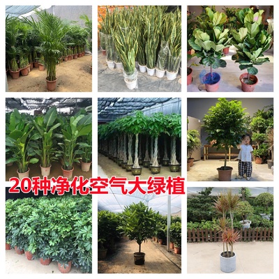 发财树天堂鸟盆栽室内大型植物散尾葵鸭脚木客厅办公室大盆栽绿植