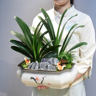国风植物室内办公室客厅书房四季 君子兰盆栽桌面中式 盆景乔迁送礼