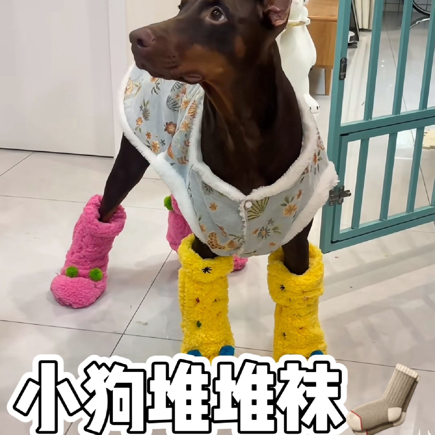 小狗堆堆袜防脏保暖护脚多巴胺羊羔毛加绒加厚可爱毛毛袜宠物用品,宠物/宠物食品及用品,狗宠物服装/雨衣,淘宝优惠券,粉丝福利购,淘宝优惠卷