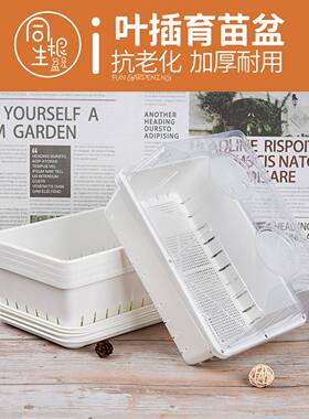 白色加厚多肉叶插育苗盆塑料生石花肉锥育苗盘小号种植播种花盆