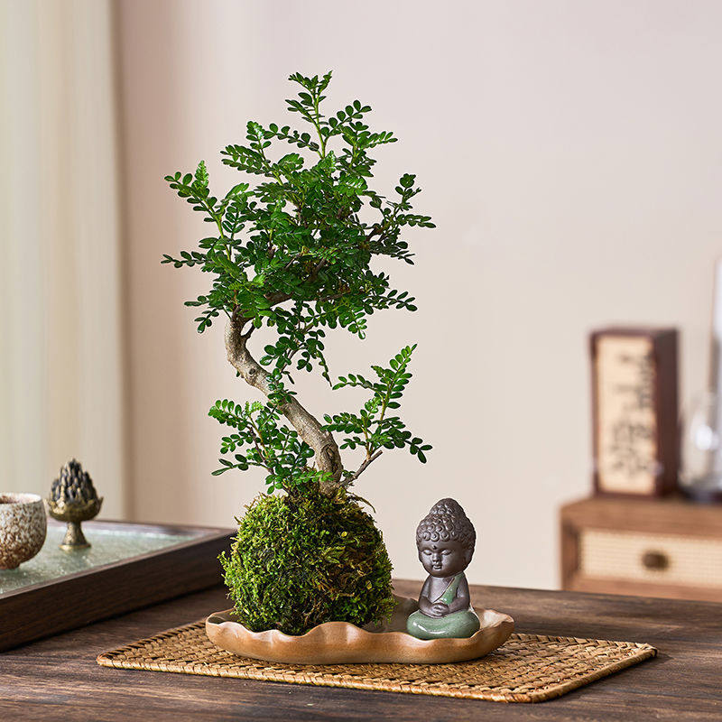 老桩清香胡椒木盆栽苔藓球水培植物室内阳台办公桌绿植四季常青