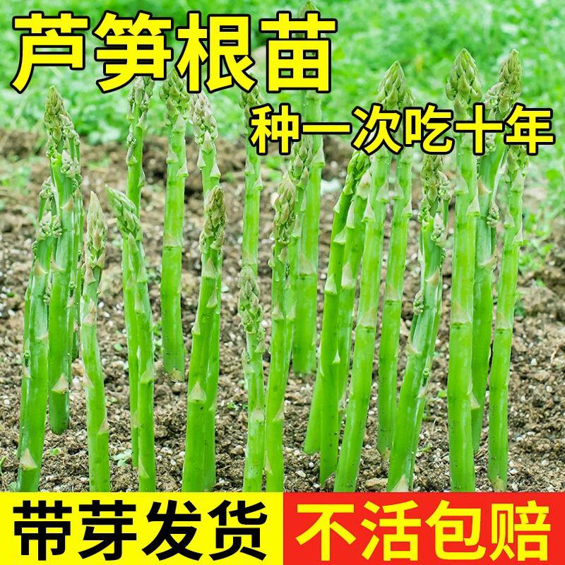 芦笋根苗现挖新芦笋苗四季种植蔬菜苗食用田园秧苗盆栽芦笋种籽