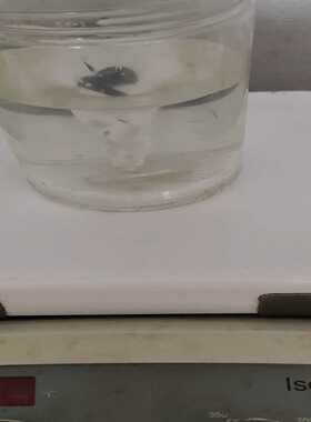 FisherScientific飞世尔科技磁力搅拌器，赛--议价商品