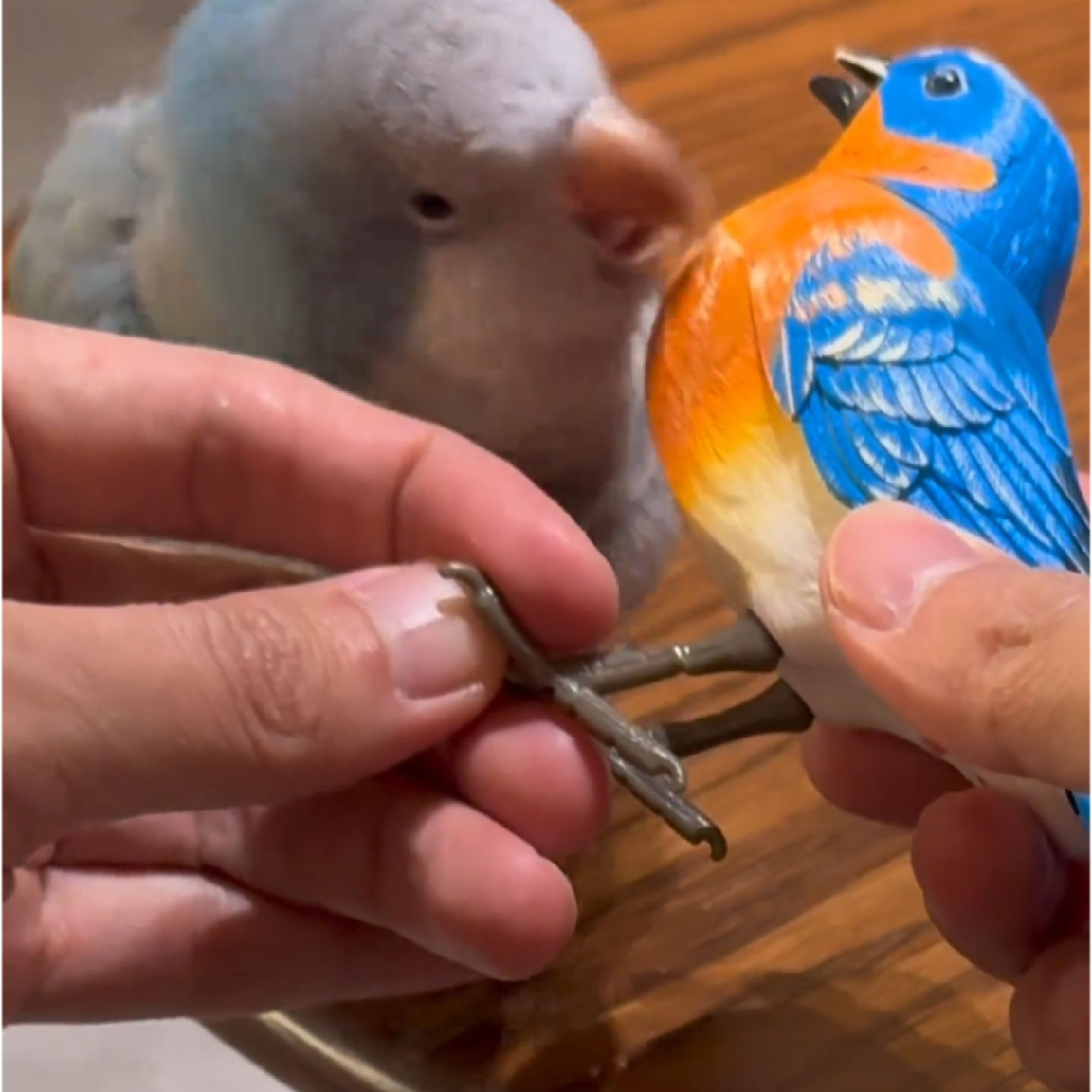 鹦鹉玩具摆件仿真装饰小鸟会叫家居电动玩具创意花草幼儿园布场,宠物/宠物食品及用品,鸟玩具,淘宝优惠券,粉丝福利购,淘宝优惠卷