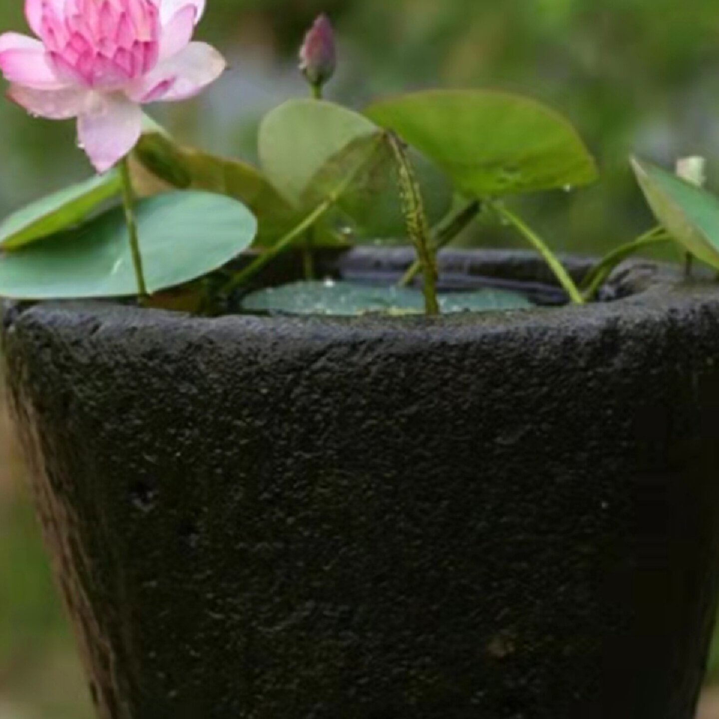 碗莲种藕微型迷你小荷花根茎带花芽苞藕鞭水生植物室内外花卉