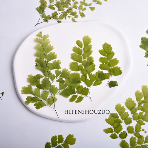 铁线蕨树叶压花手工材料滴胶杯垫植物小清新手机壳平面叶子