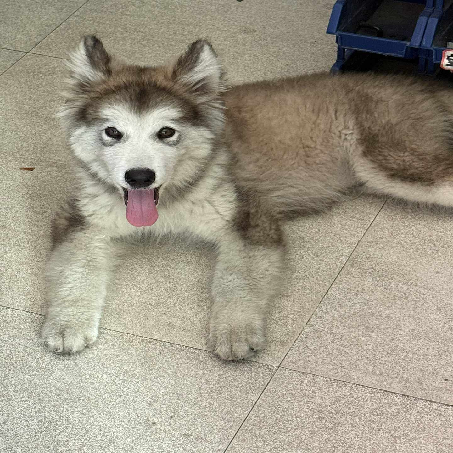 纯种阿拉斯加犬,灰白色毛发漂亮,毛量厚实,眼睛明亮有神。性格