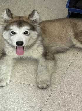 纯种阿拉斯加犬，灰白色毛发漂亮，毛量厚实，眼睛明亮有神。性格