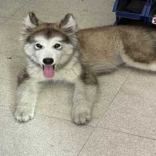 纯种阿拉斯加犬，灰白色毛发漂亮，毛量厚实，眼睛明亮有神。性格