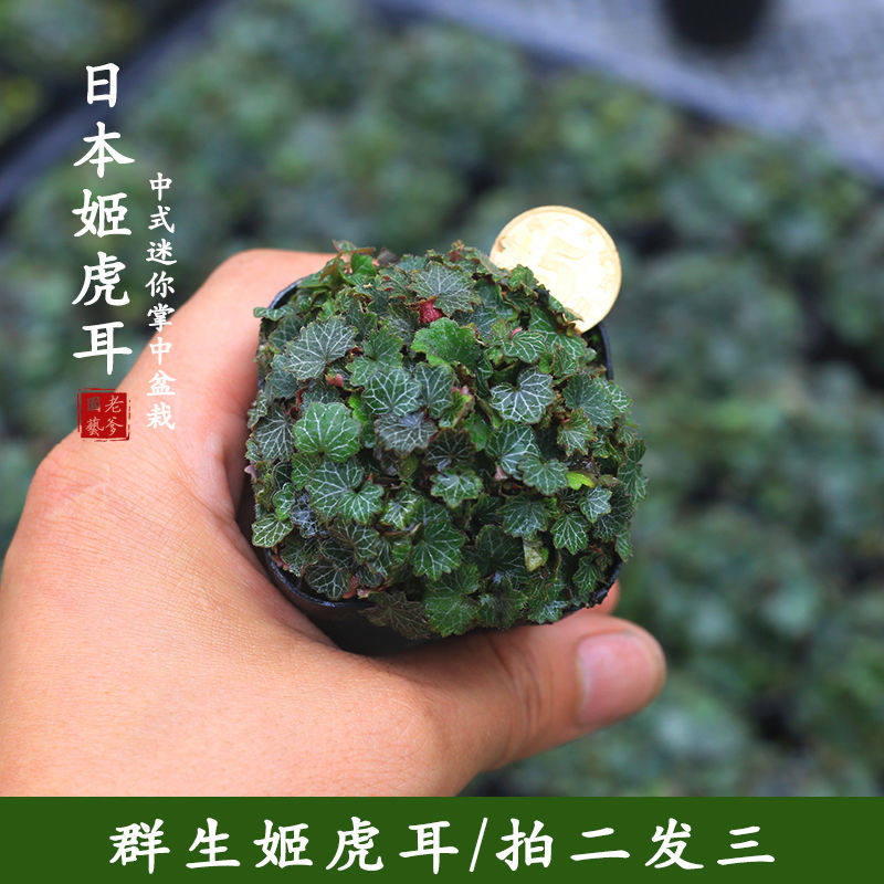 姬虎耳草假山造景苔藓桌面迷你盆栽儿童蕨类雨林缸植物创意微