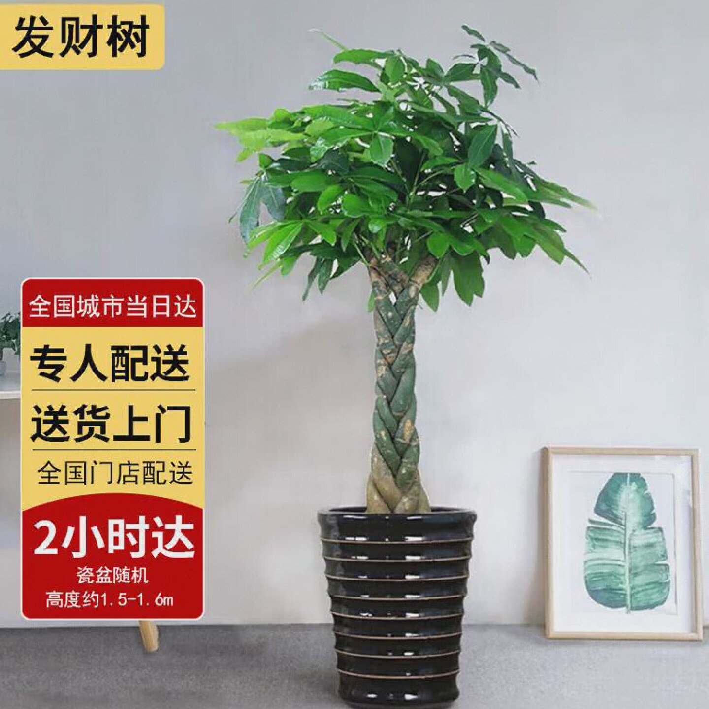 两小时达发财树盆栽大型绿植物盆景花卉室内客厅开业乔迁送礼