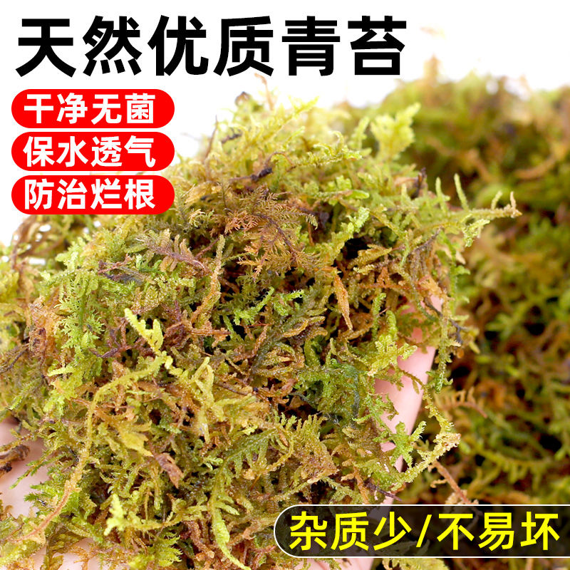纯天然干青苔水苔苔藓兰花蝴蝶兰石斛种植专用土植料乌龟爬宠