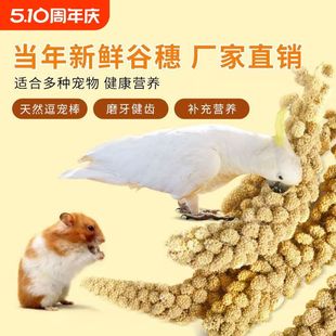 新鹦鹉黄谷穗鸟粮鸟饲料零食天然带壳谷子仓鼠造景装饰新鲜