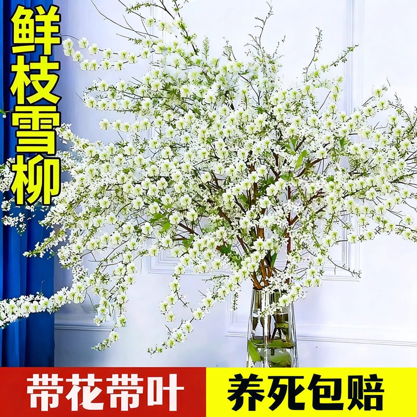 雪柳鲜枝水培龙柳带花苞干支懒人绿植物室内遇水养开花卉盆栽好养