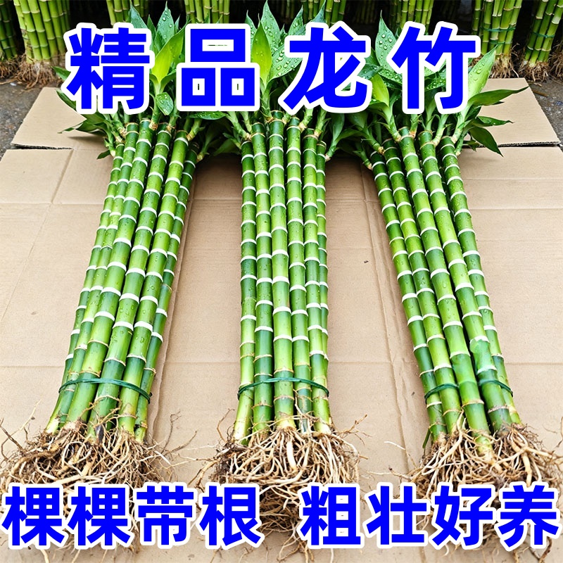 文昌竹龙竹富贵竹水培植物室内好养带根转运竹办公室工位桌面绿植