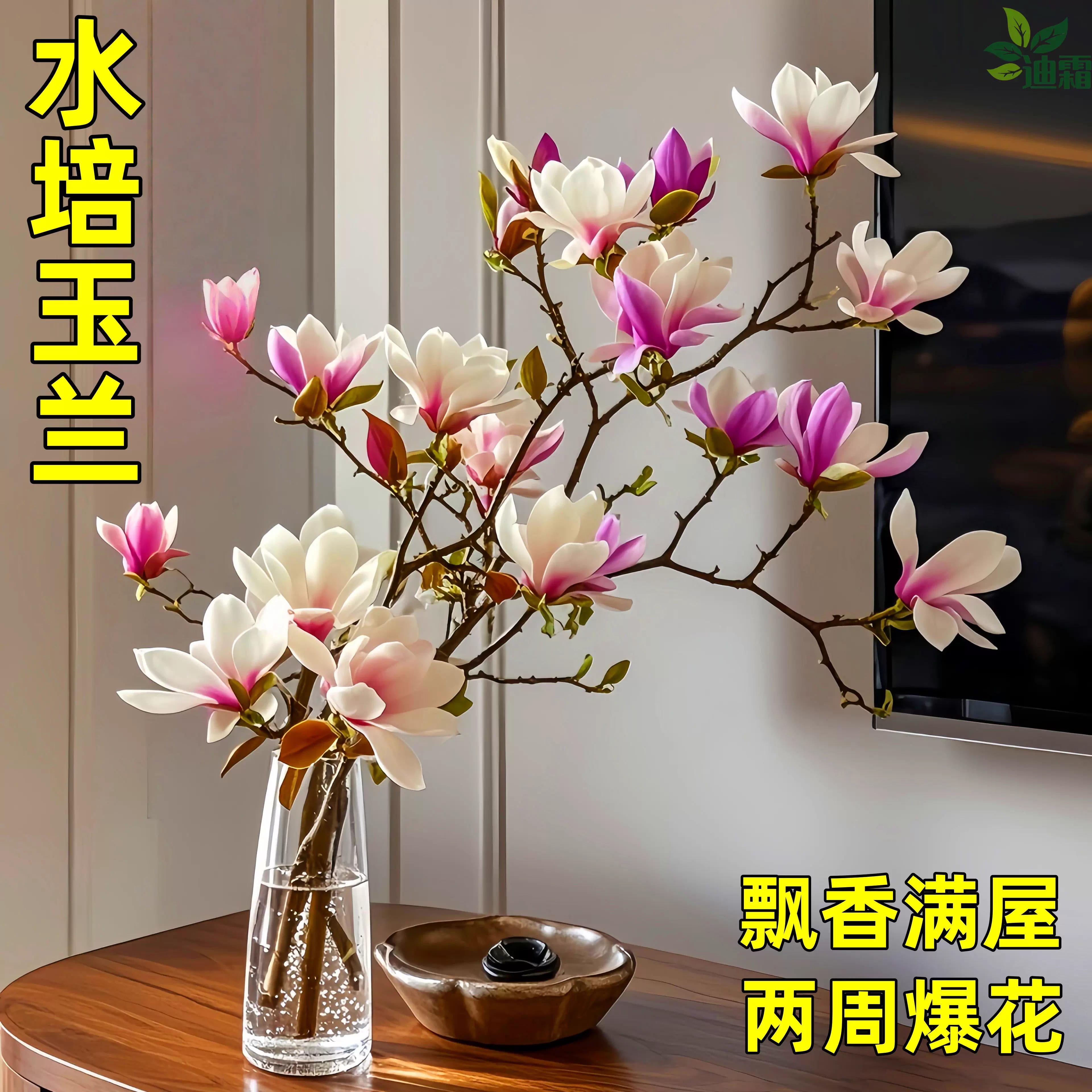 玉兰花水培植物室内好养鲜切干枝带花苞紫玉兰桌面鲜花卉盆栽绿植
