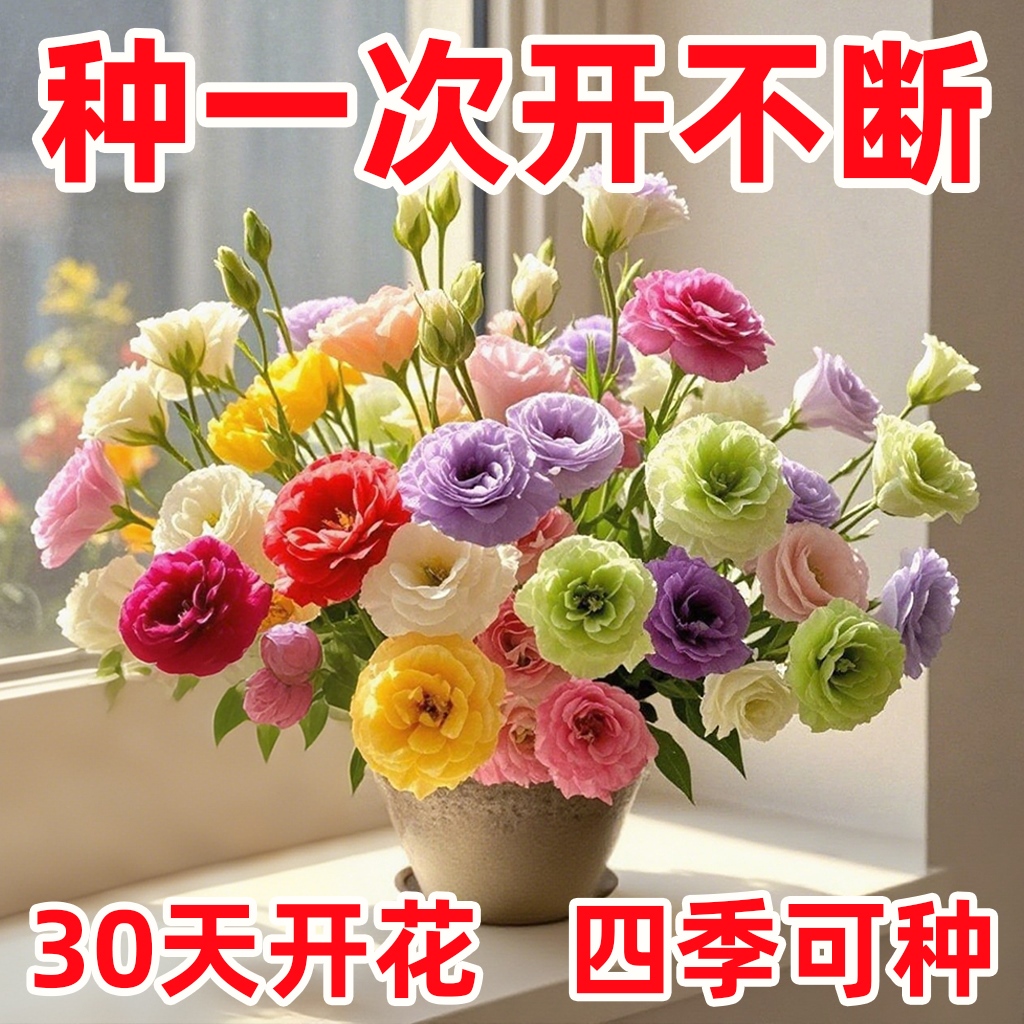 正品洋桔梗花种子四季种易活室内室外开花种孑盆栽玫瑰花种籽花籽
