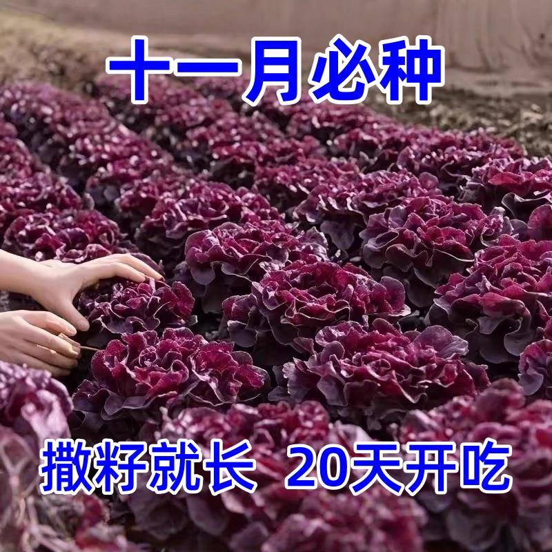 奶油咖啡紫生菜新鲜叶菜类生吃凉拌甜脆多汁沙拉菜农家自种生菜
