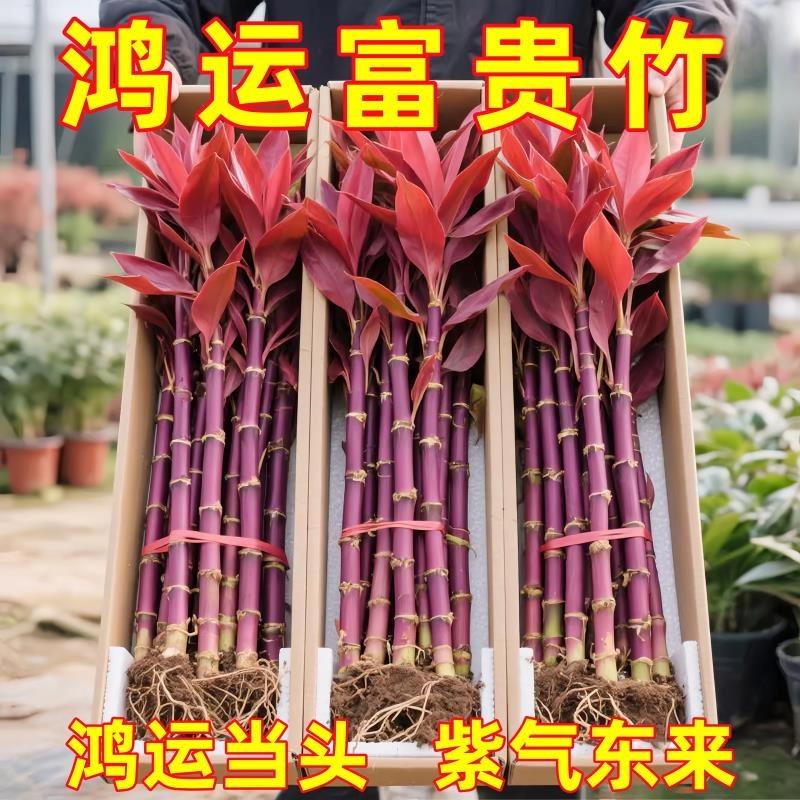 富贵竹水培植物鸿运紫竹粗杆带根水养客厅招财竹子室内绿植发财竹